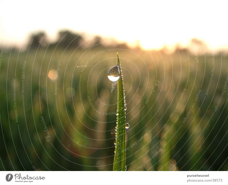 morning dew India Dew Cold Rice expected heat Harvest