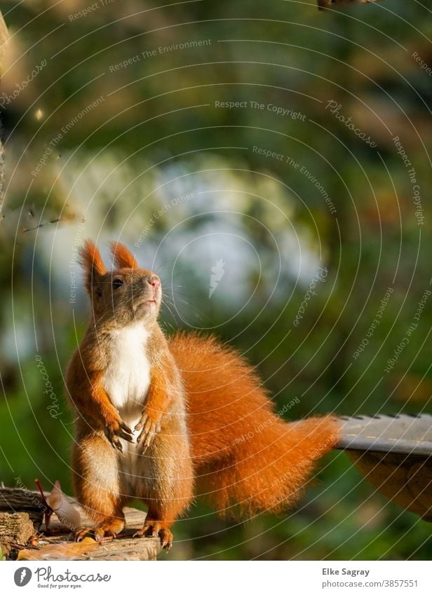 Squirrel in full size standing from the front Animal Nature Wild animal Cute Exterior shot Deserted Pelt Small Paw Tails Animal portrait Rodent Day Full-length