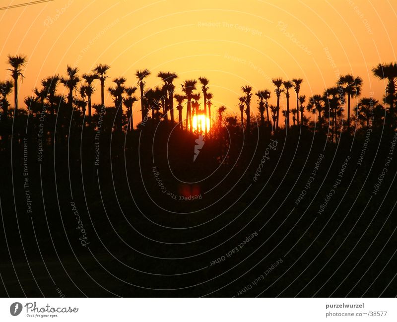 sunrise India Sunrise Calm Physics Tree Moody Warmth