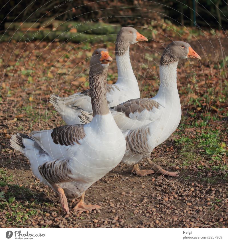 three graces - three pied geese in one run Goose Pinto Pomeranian Goose Animal Bird Duck Bird out Discontinuation Environment Nature Agriculture Exterior shot