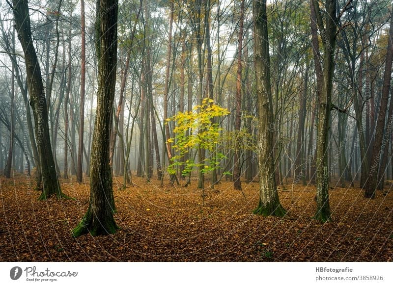forest in the fog Forest Fog Cloud forest Autumn small tree Tree Automn wood coloured leaves trees little trees landscape photography trees Coloured foliage