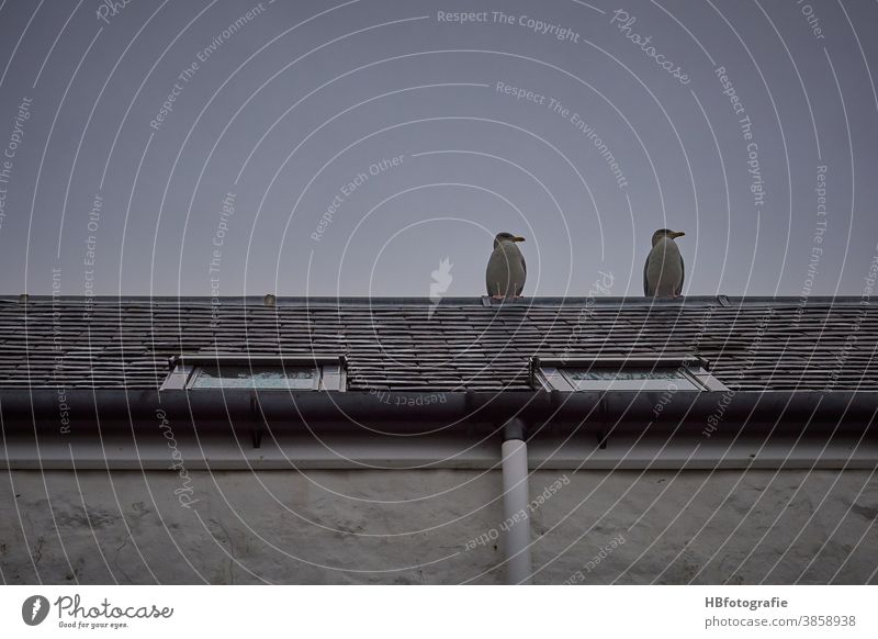 Two seagulls on the roof birds Roof Skylight house roof Seabirds Animal roof view Remote View