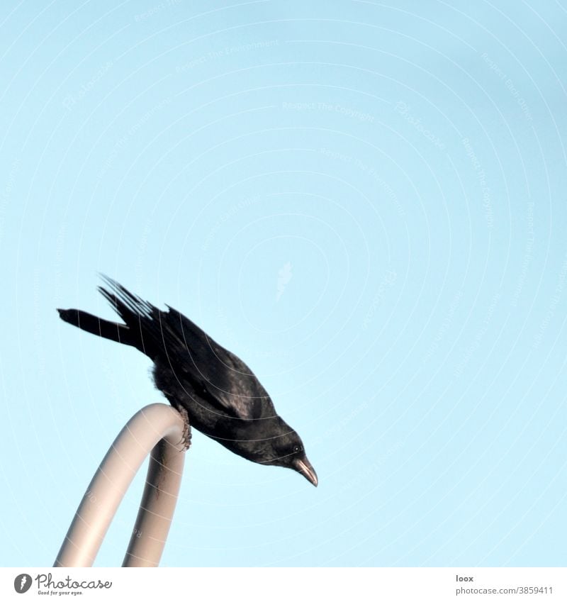 4eyes | Balance training Bird raven Sit rail Sky sunny animal world Tension observantly vigilantly