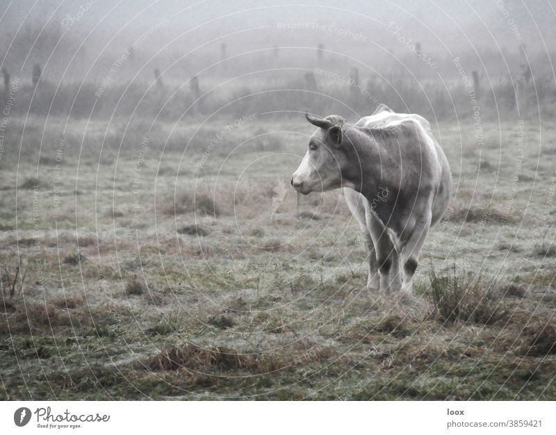 4eyes | Morning Prayer Cow Willow tree Stand Fog Agriculture alone Lonely Meadow Grass Fence animal portrait look Observe silent Nature wildlife
