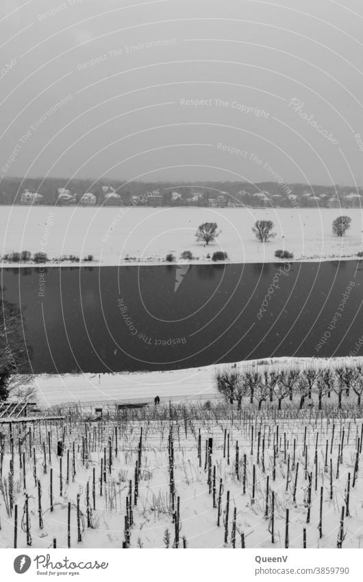 Vineyard on the Elbe in Dresden with snow Snow Dark Winter December January chill Cold Gray Water Black & white photo Snowfall snowflakes White Climate change