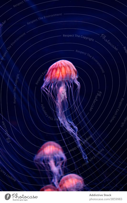 Bright glowing jellyfish in water of sea luminescent bioluminescent ocean dark pink deep illuminate light bright aqua float nature marine natural fauna magic