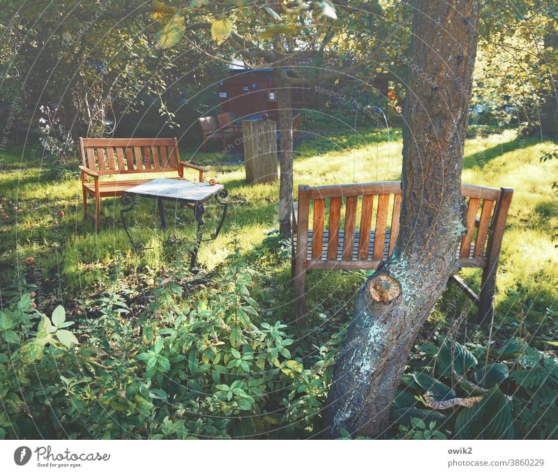 Artists' Colony Garden benches Idyll Tree Grass Meadow Table Garden table Peaceful Sunlight Autumn Bushes Tree trunk gnarled Exterior shot Colour photo Deserted
