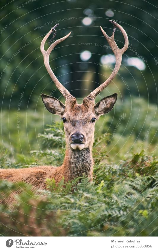 deer photography animal wild wildlife nature stag mammal male antler forest white vector beautiful art illustration horn design landscape christmas isolated
