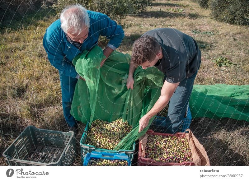 farmers collecting olives in field of spain mediterranean food nature green harvest agriculture fruit tree rural cultivation natural plantation man ripe
