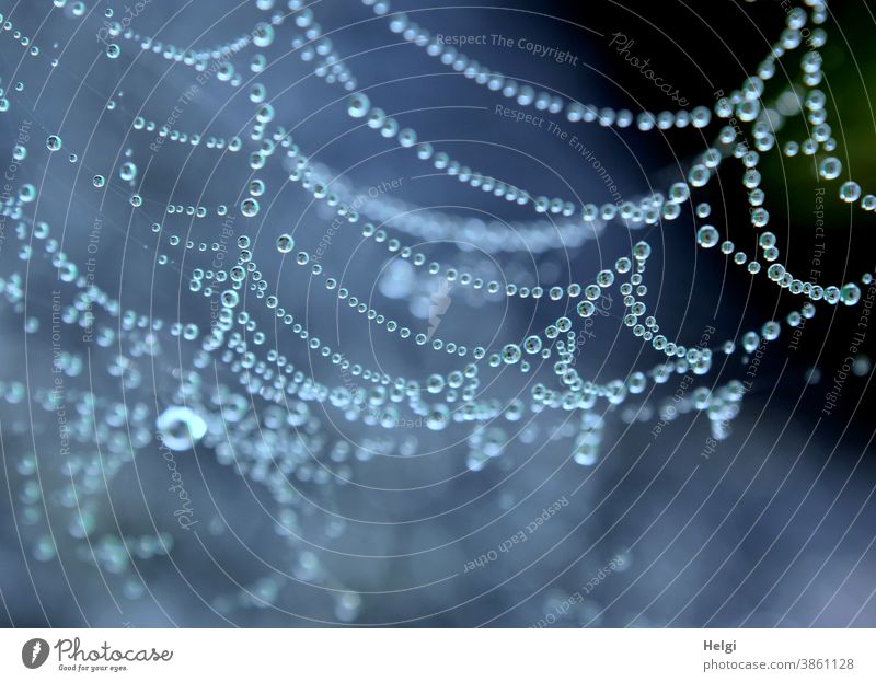 autumnal natural pearls - spider's web with dew drops Spider's web Net Drop Drops of water Network Nature naturally Autumn Morning in the morning Trickle Dew