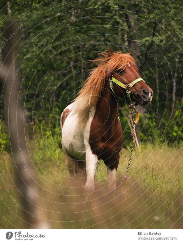 pony grazing in a field horse meadow Animal Horse Pony Animal portrait Nature Meadow Pasture Mane Farm animal Hair