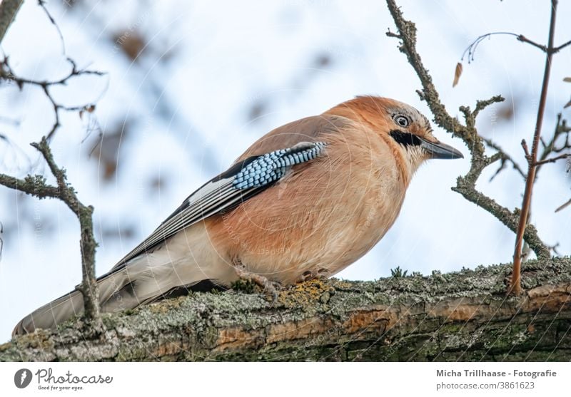 Jay in the tree Garrulus glandarius Animal face Head Beak Eyes Grand piano Feather Plumed Bird Wild animal Tree Twigs and branches Observe Near Nature