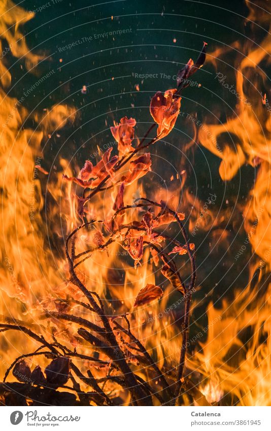 fiery blaze turn up Burn Spark Hot Twig leaves ash Primordial element Orange Black Funeral pyre Fireplace
