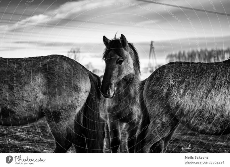 wild horses posing under the electric lines Adventure animal konik beauty color colorful tarpan country dawn domestic dramatic dreamy dusk equestrian farm field