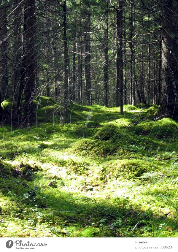 Swedish Forest Light Summer Tree Woodground Shadow