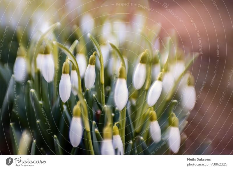 Closeup shot of fresh common snowdrops (Galanthus nivalis) blooming in the spring. Wild flowers field. Background beautiful blossom botanical botany bright