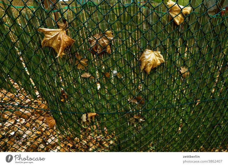 Autumn leaves on chain link fence Branch Tree Relaxation holidays Garden Grass allotment Garden allotments Deserted Nature Plant tranquillity Garden plot shrub