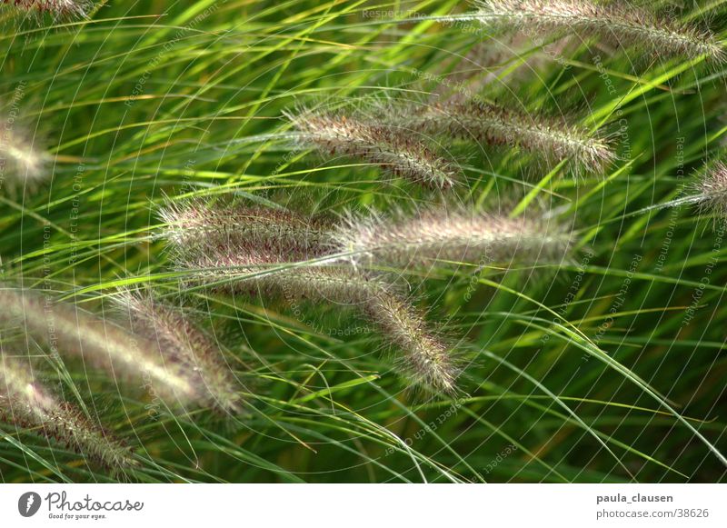 grass Grass Green Movement Delicate Visual spectacle Wind Castle Dyck slight movement Nature
