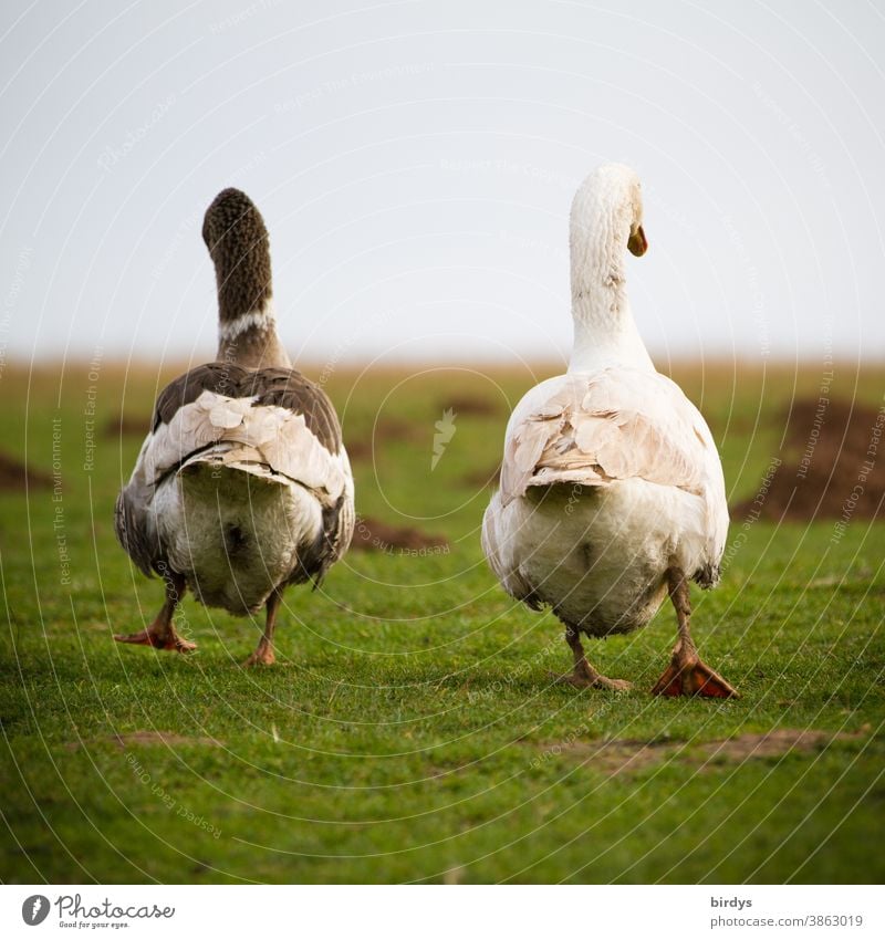 Two geese are walking side by side in a meadow. Leaving, farewell, escape. Christmas geese Farm animal Species-appropriate Meadow Going Waddle go Rear view