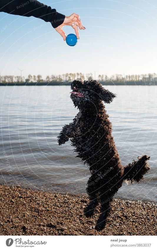 Dog jumps for ball Animal Pet Black Blue Blue sky fun game Joy boyfriend Friendship Ball Hand Happy Together Lifestyle youthful bank Surface of water River bank