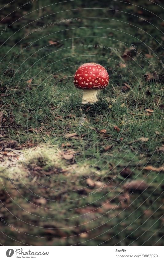 Toadstool grows behind a mysterious light green spot on the forest floor Amanita mushroom Woodground cryptic Patch Mushroom Amanita Muscaria Mysterious