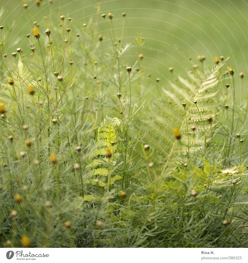 Hidden Nature Plant Summer Beautiful weather Fern Garden Bright Natural Yellow Green Protection Safety (feeling of) Colour photo Exterior shot Deserted