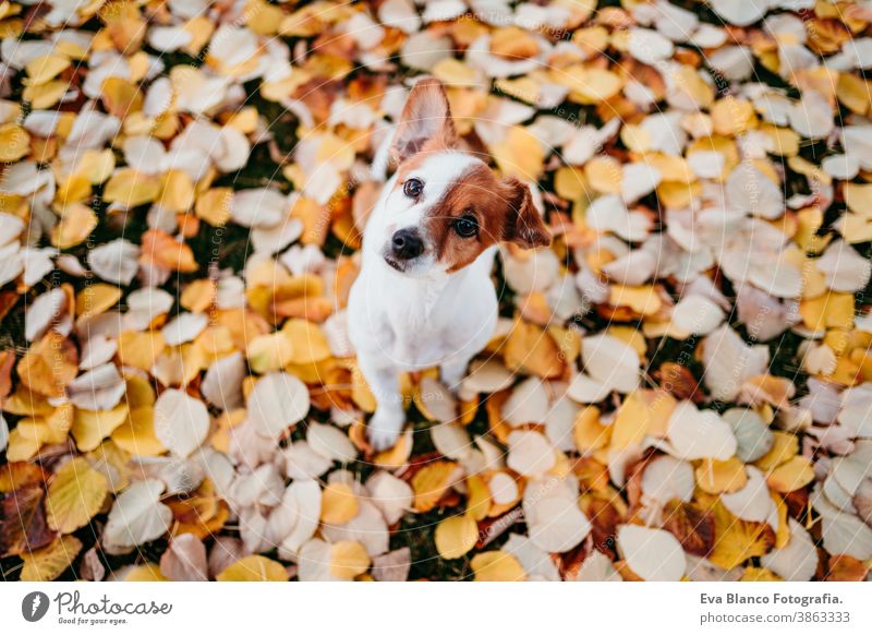 cute jack russell dog outdoors on yellow leaves background. Autumn season autumn park terrier fall brown collar leash sitting young adorable lovely beautiful