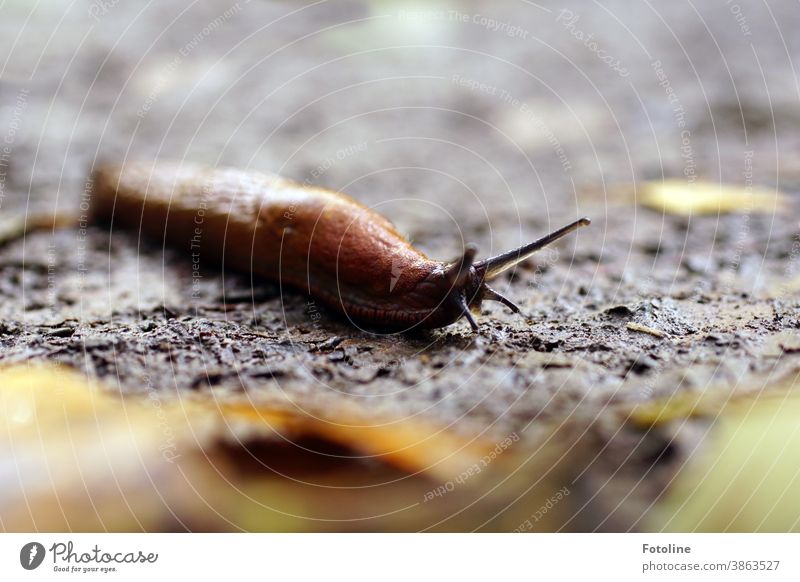 A slimy slug crawls across the wet forest floor Slug Crumpet Animal Slimy Slowly Feeler Colour photo Mucus Macro (Extreme close-up) Close-up Brown Exterior shot