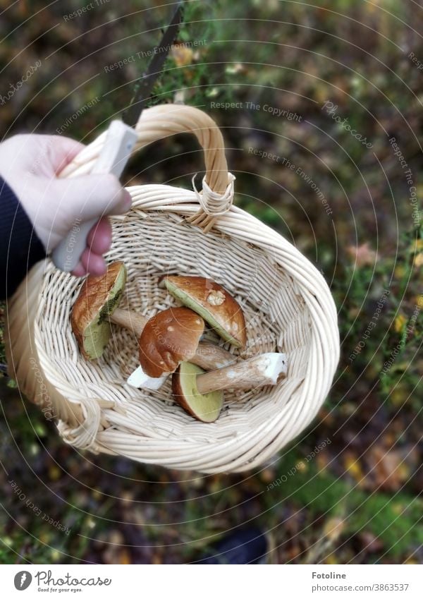 How happy the Fotoline was that she finally found porcini mushrooms again this year. - or a mushroom picker holds a knife and a basket in her hand, in which there are four beautiful porcini mushrooms, which were very tasty.