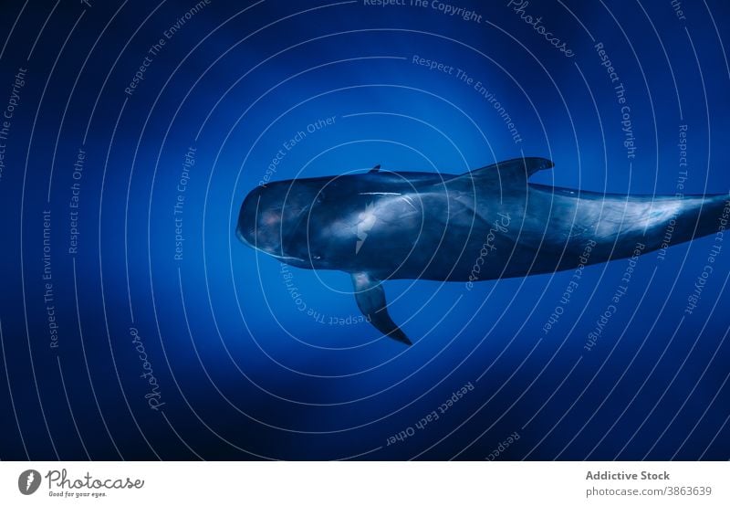 Pilot whale swimming in ocean pilot whale sea marine water dark blue aqua wildlife creature specie serene calm tranquil evening idyllic natural habitat ecology