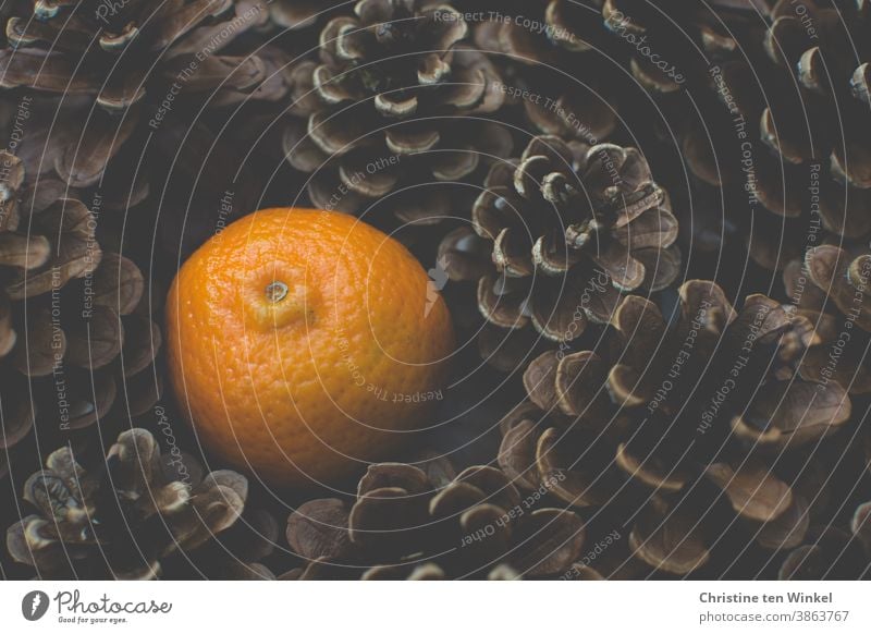View from above of a mandarin / clementine in the middle of pine cones Pine cone Cone Advent Winter Christmas Christmas & Advent Autumn citrus fruit
