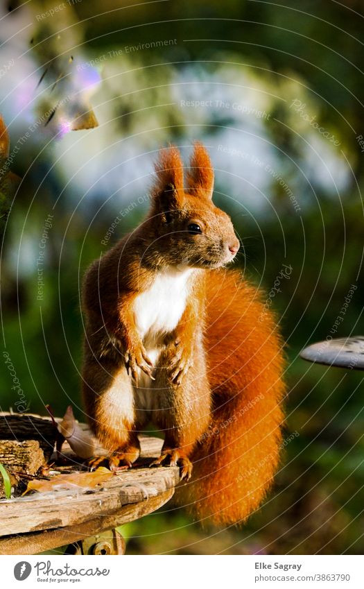 Squirrel in full size standing from the side Animal Nature Wild animal Cute Exterior shot Deserted Pelt Small Paw Tails Animal portrait Rodent Day Full-length