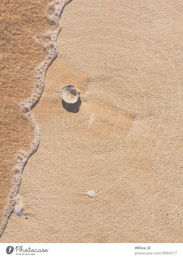 Scallop on sandy beach with water wave top view Top journey peaceful freedom alone Wild seashell space outdoors object coastline beautiful calm leisure Sand
