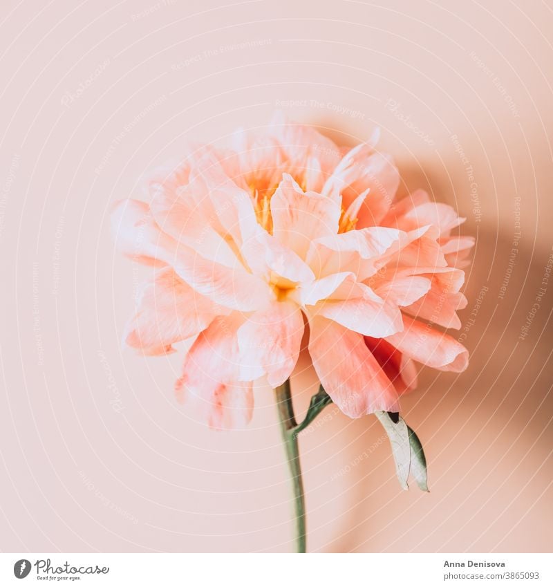 Amazingly beautiful pink Peony on light pink background. Card Concept, copy space for text peony bunch flower bouquet pastel floral petals wallpaper card