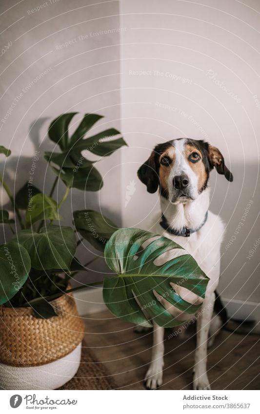Cute dog sitting in room treeing walker coonhound cute animal domestic pet relax adorable canine companion monstera friendly potted plant cozy obedient home