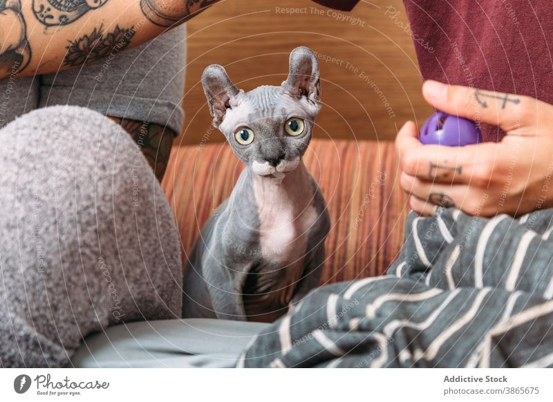 Hairless cat sitting near crop owners bed rest weekend hairless sphynx cute home bedroom skin feline domestic pet animal cozy breed companion creature lazy
