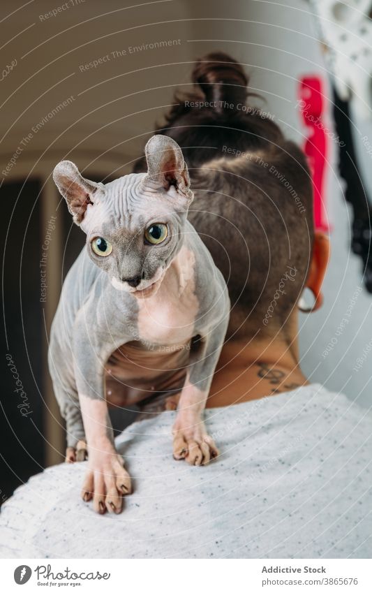 Sphynx cat on shoulder of owner home rest cozy hairless sphynx carry sit pet animal domestic feline mammal friend comfort curious kitty casual purebred breed