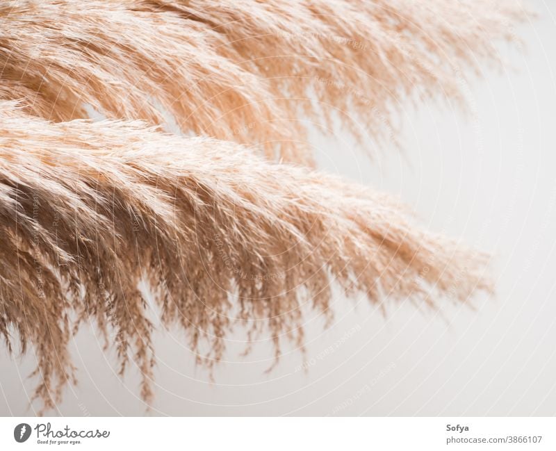Trendy botanical background with pampas grass plant interior boho dried minimal design floral nature neutral autumn home branch color reed feather minimalist