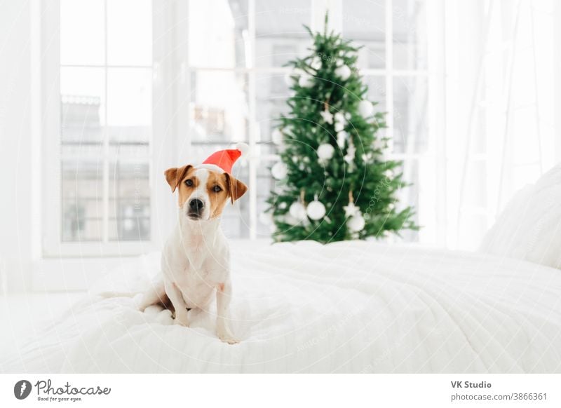 Photo of white and brown pedigree dog poses on white soft bed in bedroom, wears red Santa Claus, blurred background with decorated New Year tree christmas