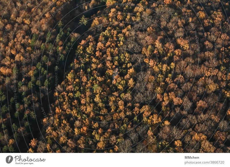 Bird's eye view of mixed forest in autumn Deciduous tree Coniferous trees Mixed forest Mixed forest from above clearing Autumn Indian Summer Bleak Green Yellow