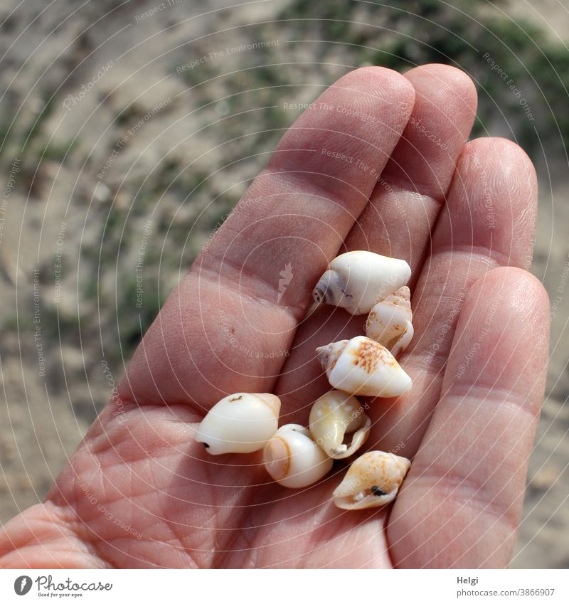 Lost and found - small extraordinary shells in one hand seashells Hand Exceptional Small Snail shell Snail shells stop Beach Majorca beach find Nature Close-up