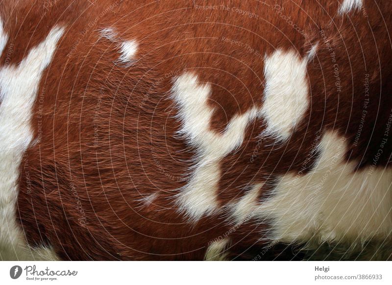 that does not go on any cow skin - close-up of a brown and white patterned cow skin Cow Animal Cowhide Close-up Detail Pelt Colour photo Exterior shot Deserted