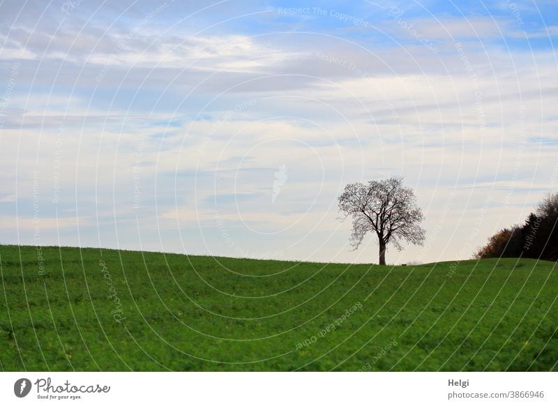 lonely bald tree on a meadow in front of a blue sky with clouds Tree Meadow Lonely Loneliness on one's own Sky Clouds Autumn Bleak Nature Landscape
