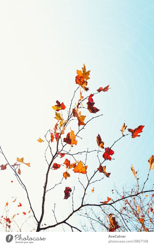 Group of autumnal and fall leaves over a clear blue background with copy space abstract defocused light lush maple sun gold growth illustration seasonal the