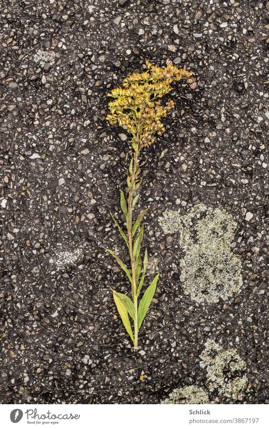 flowering plant goldenrod pressed on asphalt dries slowly and looks like in a herbarium Flowering plant Asphalt Goldenrod Herbarium Lichen Wet Plant Nature
