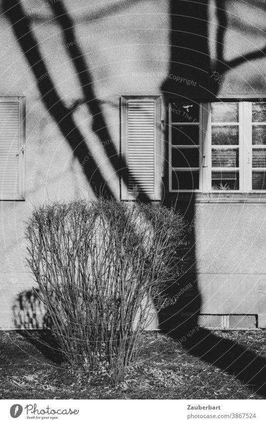 Shadow of a tree in front of the window of a house with bush in black and white Tree Window Lattice window black-white Threat Bizarre somber Old movie Grainy