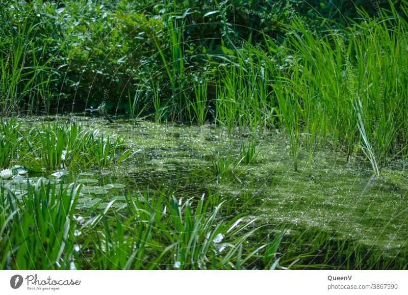pond with grass and water lily, in green Green Pond Garden pond Grass Water Nature Plant Frog Summer Wild animal Lake Environment Swimming & Bathing
