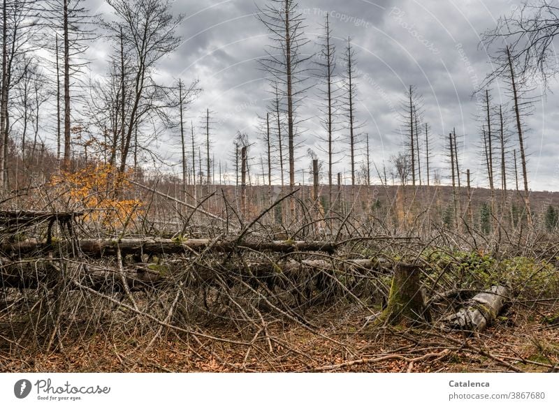 Destroyed coniferous forest Nature flora Plant coniferous woods trees Death dead blocked aridity Bark-beetle pest Forest death Log Climate change Forestry