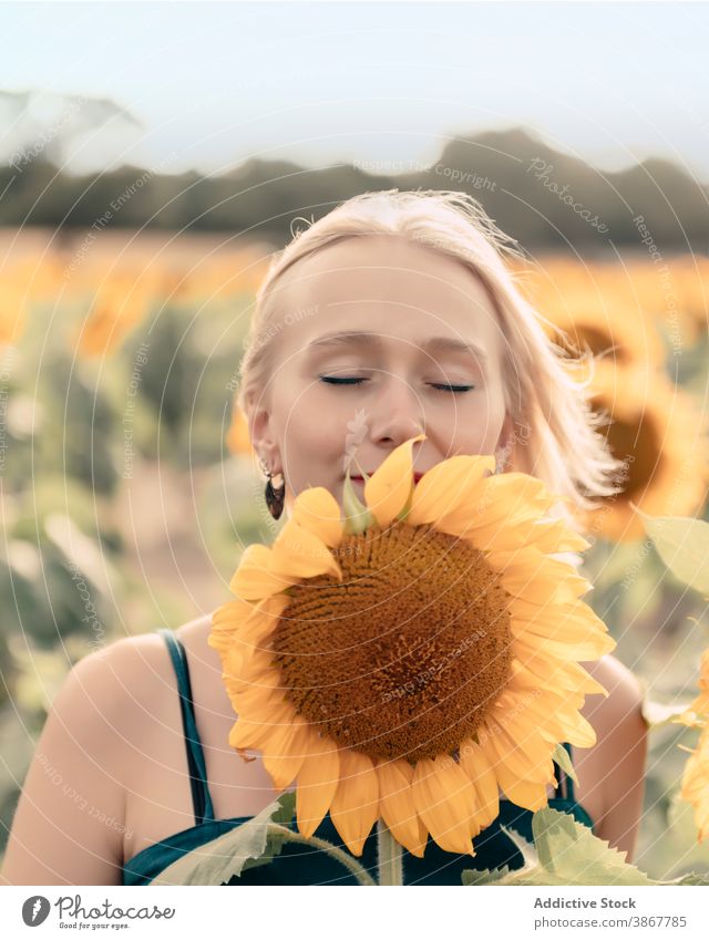 Happy woman smelling sunflower in field enjoy summer happy bloom nature positive young female yellow blond blossom countryside fresh relax lady lifestyle