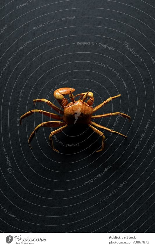Brown crab crawling on black background spider animal fauna wild nature illustration 3d wildlife environment design creature specie shape brown realistic exotic